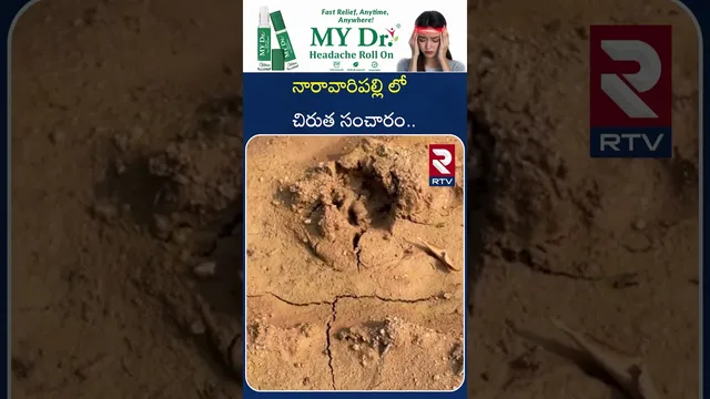 నారావారిపల్లి లో చిరుత సంచారం Leopard Sighting in Naravaripalli.| RTV