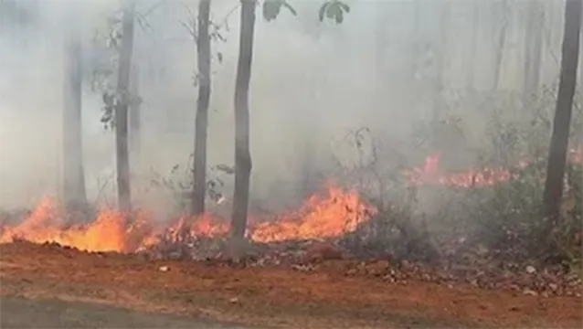 fire in forest