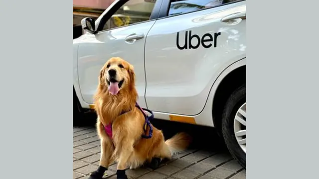 Top can you have a dog in uber Top Sale