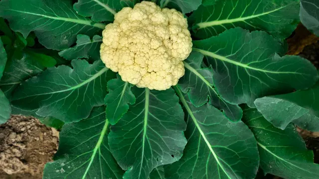 CauliFower