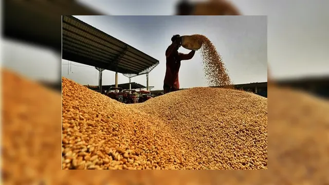 wheat stocks,  