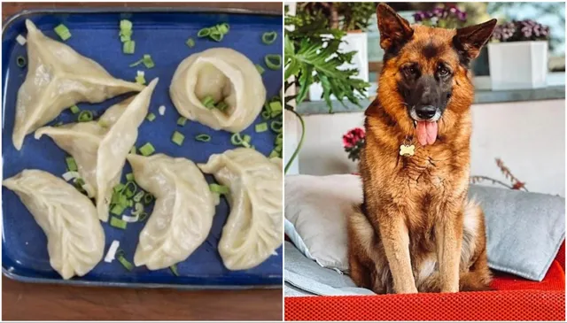 मोमोज-डॉग 