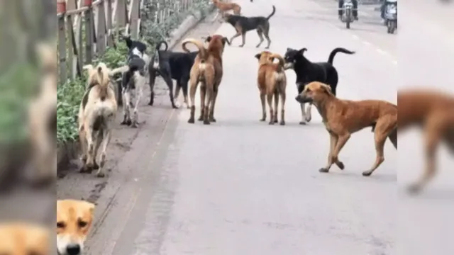 Street Dogs, supreme court, delhi news,