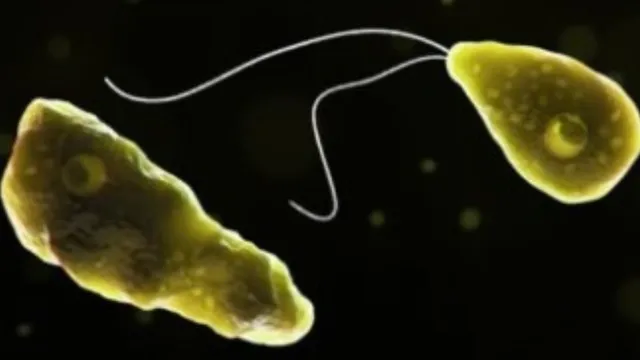11 years old child in kerela become victim of amoebic meningitis total cases rise to 3