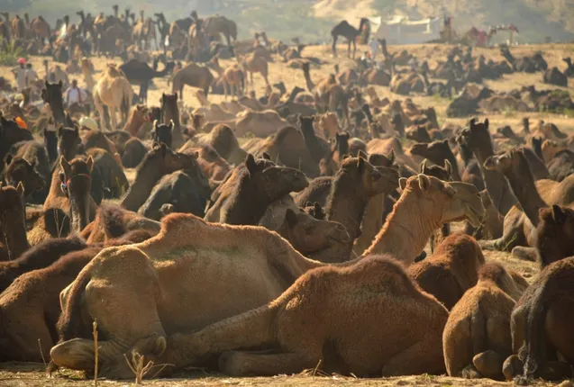 Pushkar: Camels at Pushkar animal fair on Nov 17, 2015. (Photo: IANS)