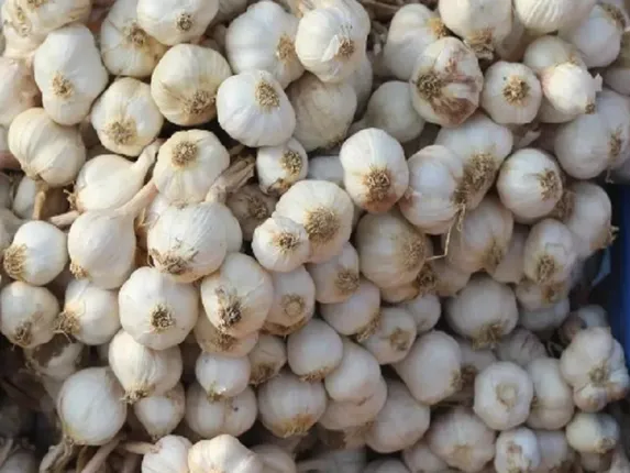 चीनी लहसुन कैसे पहुंच रहा है भारत...क्यों लगा था प्रतिबंध, क्या है इसे खाने के नुकसान और बाजार में इसे कैसे पहचानें?