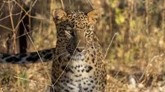 Leopard mistakes Maharashtra woman as prey, attacks her, drags body for 100 ft
