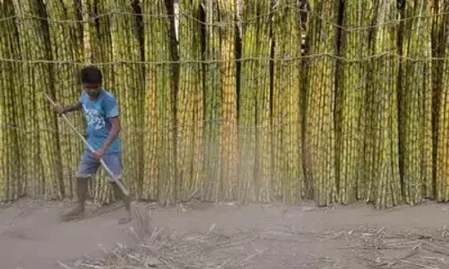 Cabinet approves highest ever Fair and Remunerative Price of Rs 290 per quintal for Sugarcane