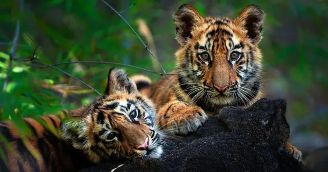 Chhattisgarh's tiger numbers soar with new conservation efforts Photograph: (Pugdundee Safaris)