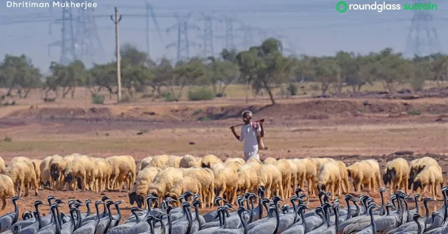 Rajasthan's communities are saving their biodiversity thriving in the sacred groves