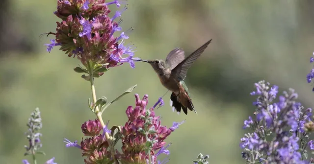 plants for pollinators