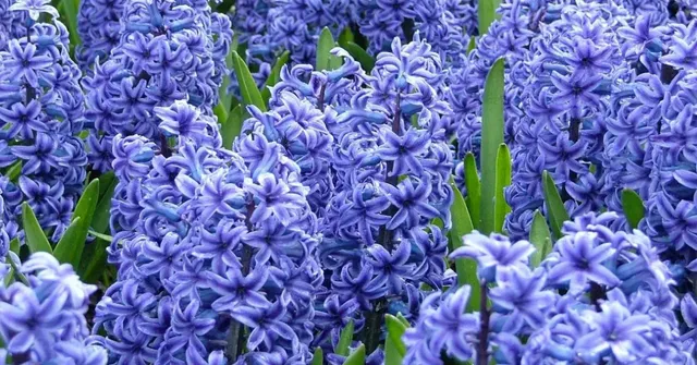 autumn flowering bulbs India