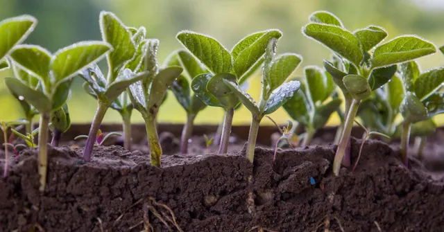 natural soil recharge after monsoon