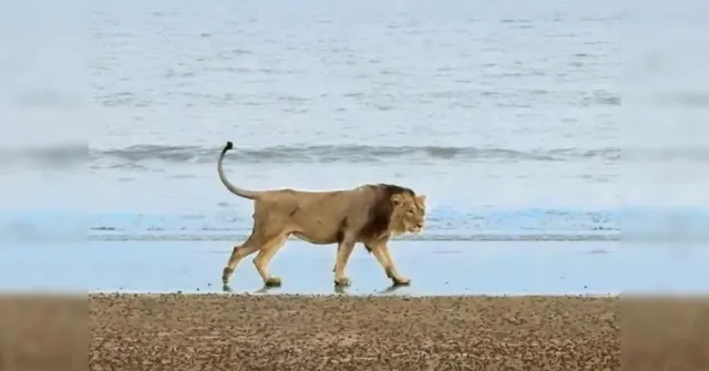 Gujarat asiatic lions