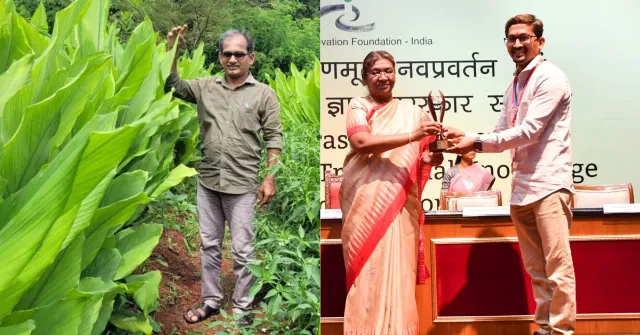 Farmer Sachin Karekar examines his bright yellow turmeric harvest — a high-yield variety he developed after years of trials in Ratnagiri.