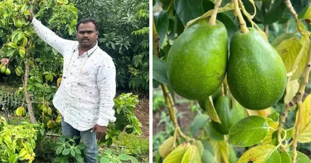 Beed farmer Parmeshwar Thorat grows 300 avocado trees using drip irrigation and organic methods, earning Rs 10 lakh per acre annually.