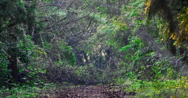 India global forest ranking