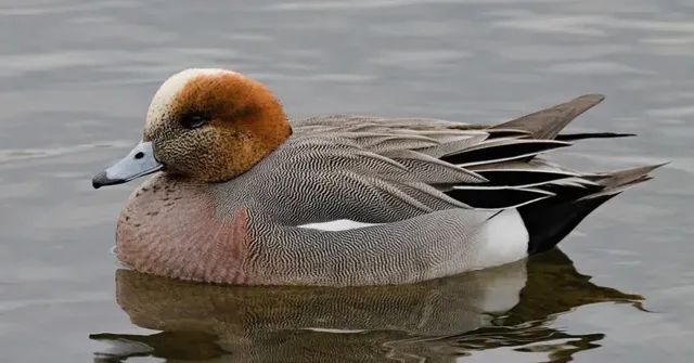 Each winter, wetlands like Sultanpur National Park host migratory birds such as the Eurasian wigeon, arriving from distant regions.