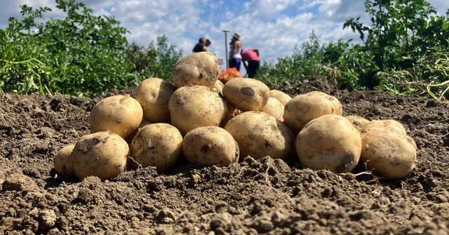 harvesting and storing autumn crops