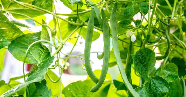 Sowing peas and beans