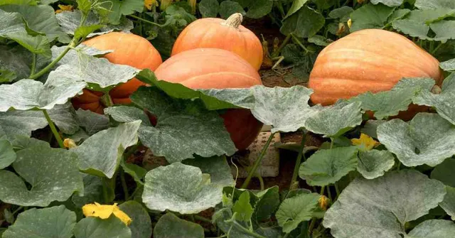 Steps to grow pumpkins