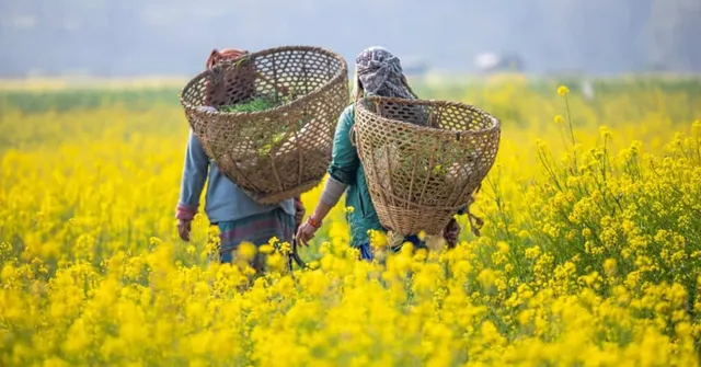Mustard farming tips