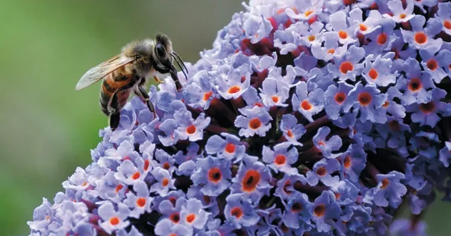 pollinator-friendly winter garden