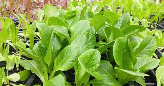 November crops for changing weather