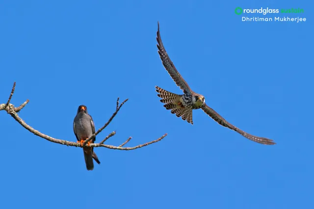 Each winter, thousands of Amur falcons migrate to Pangti village, where the community now protects them after ending hunting in 2012.