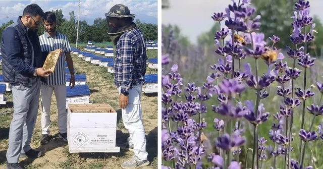Worth Rs 12000 a Kilo, 180 Farmers Have Created India’s First Lavender Honey in Kashmir’s Purple Fields