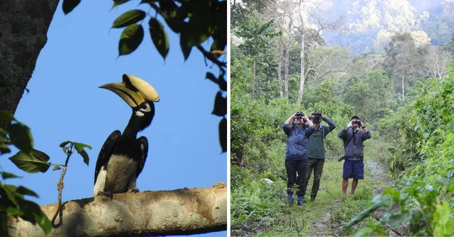hornbill nest adoption (7)