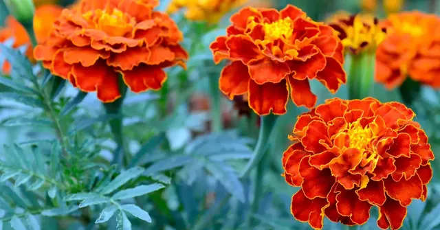 cool-season flowers for kids