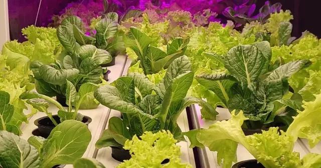 Hydroponic vertical garden guide