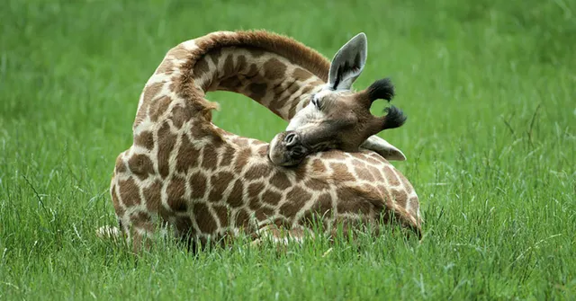 Giraffe sleep cycle