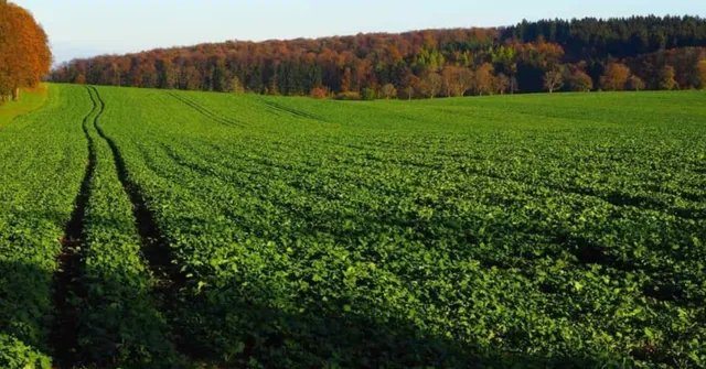 winter crop diversity and soil health