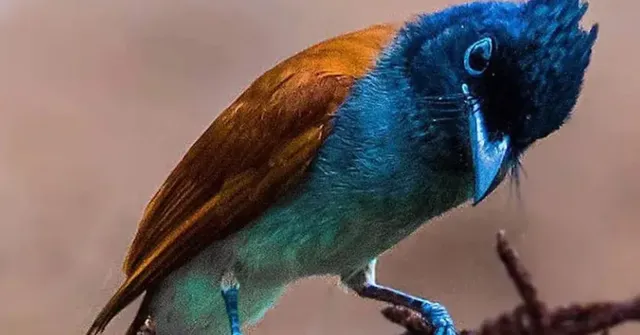 winter birds for kids