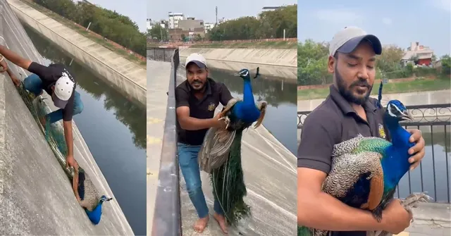 peacock rescue