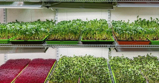 Hydroponic farming guide