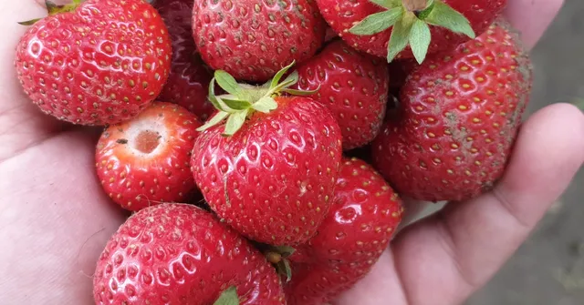 Growing strawberries with kids