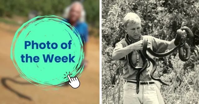 Romulus Whitaker with a snake, reflecting decades of work in herpetology, conservation, and public awareness.