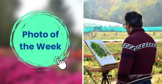 People walk through flower-lined paths in Srinagar's new chrysanthemum garden.