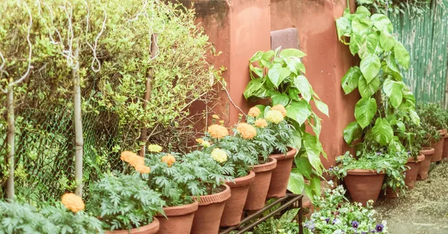 winter garden decoration