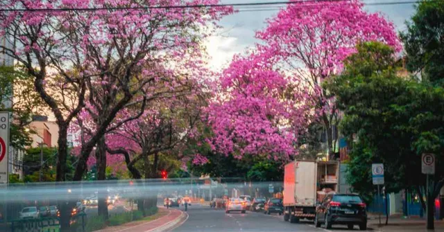 Mumbai’s Eastern Express Highway blooms with pink trumpet trees. Photograph: (Unstumbled)