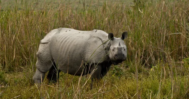 Assam rhino conservation