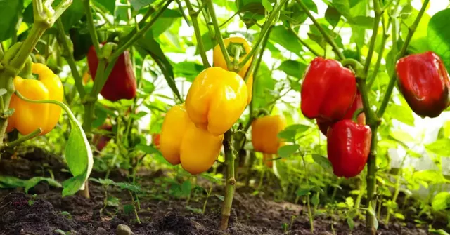 capsicum gardening for kids