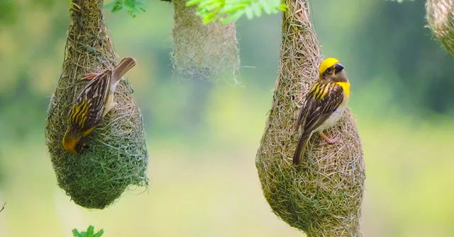 student-led bird conservation Assam