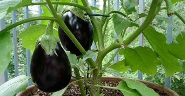 Grow brinjals at home