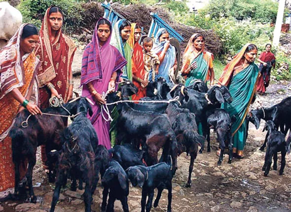 The Gift of the Goat