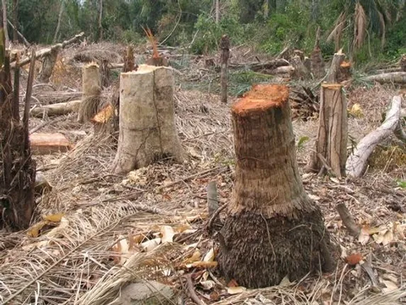 Rejuvenation of Forest Land