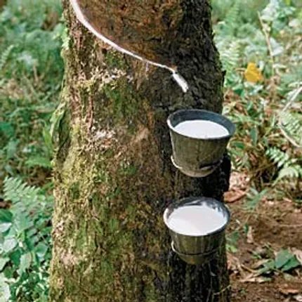 Prosperity from Rubber Plantations 